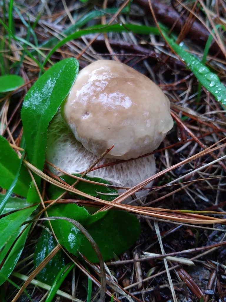 Boletus edulis · June 2025 · photo: © robert42956 (iNaturalist, CC)