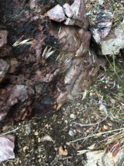 Melica stricta