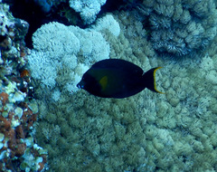 Acanthurus pyroferus