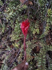 Stenorrhynchos speciosum