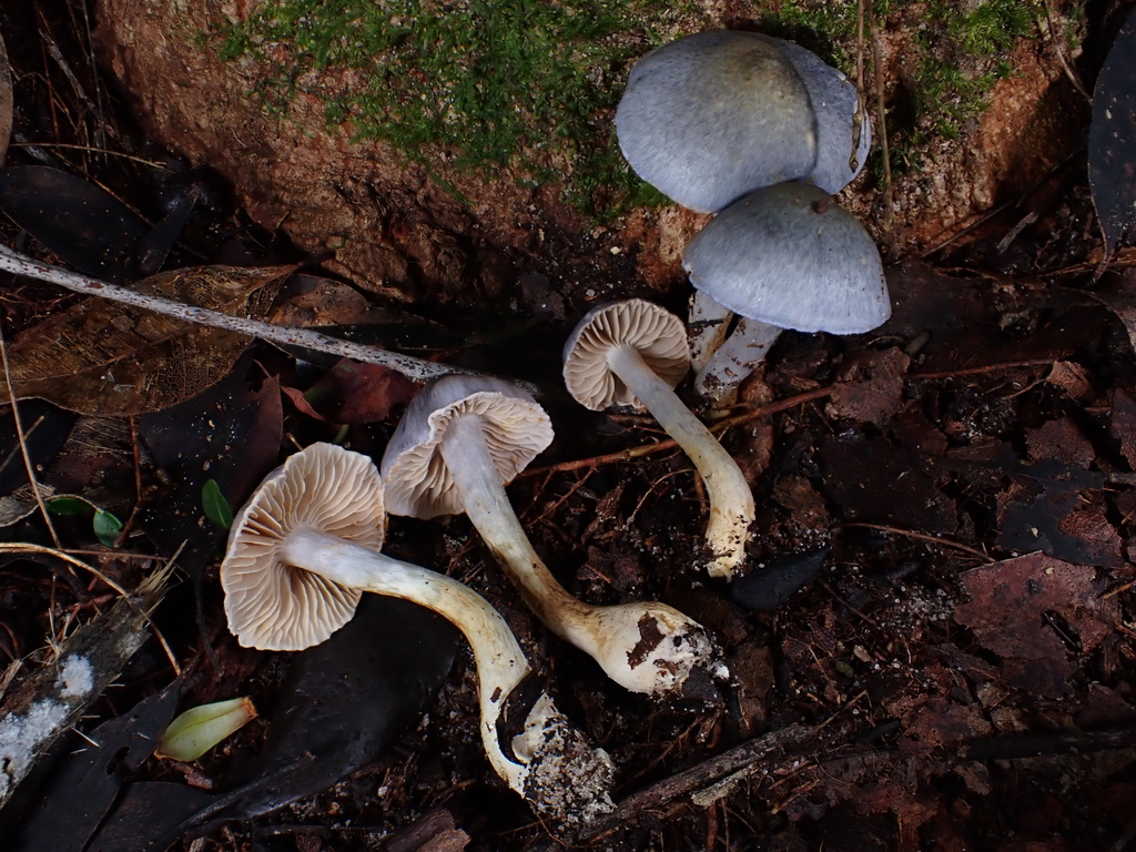 Cortinarius rotundisporus · June 2025 · photo: © oqt (iNaturalist, cc-by)