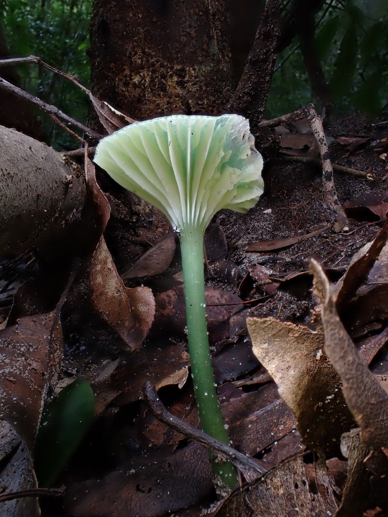Gliophorus graminicolor