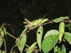 Sphenarium mexicanum