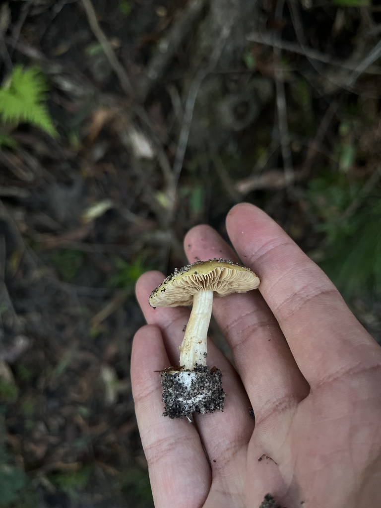 Cortinarius phalarus · June 2025 · photo: © oqt (iNaturalist, cc-by)