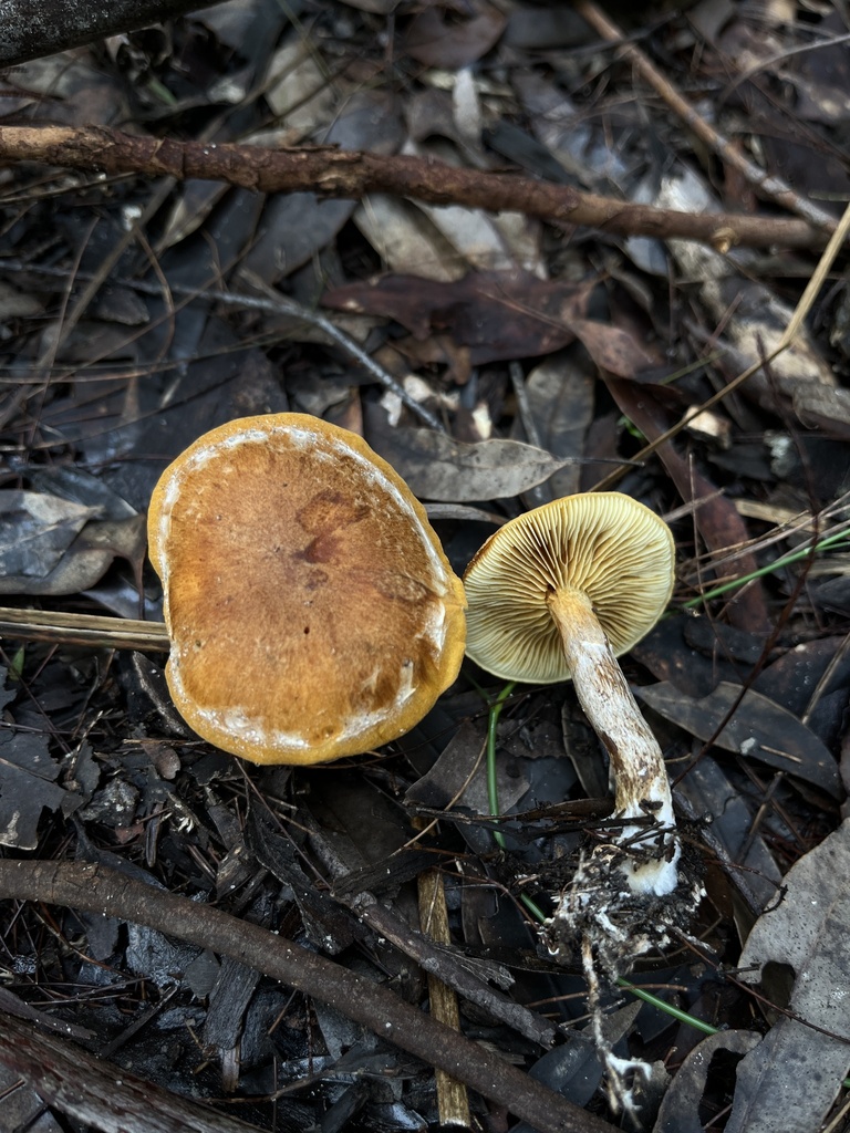 Gymnopilus allantopus · June 2025 · photo: © oqt (iNaturalist, cc-by)