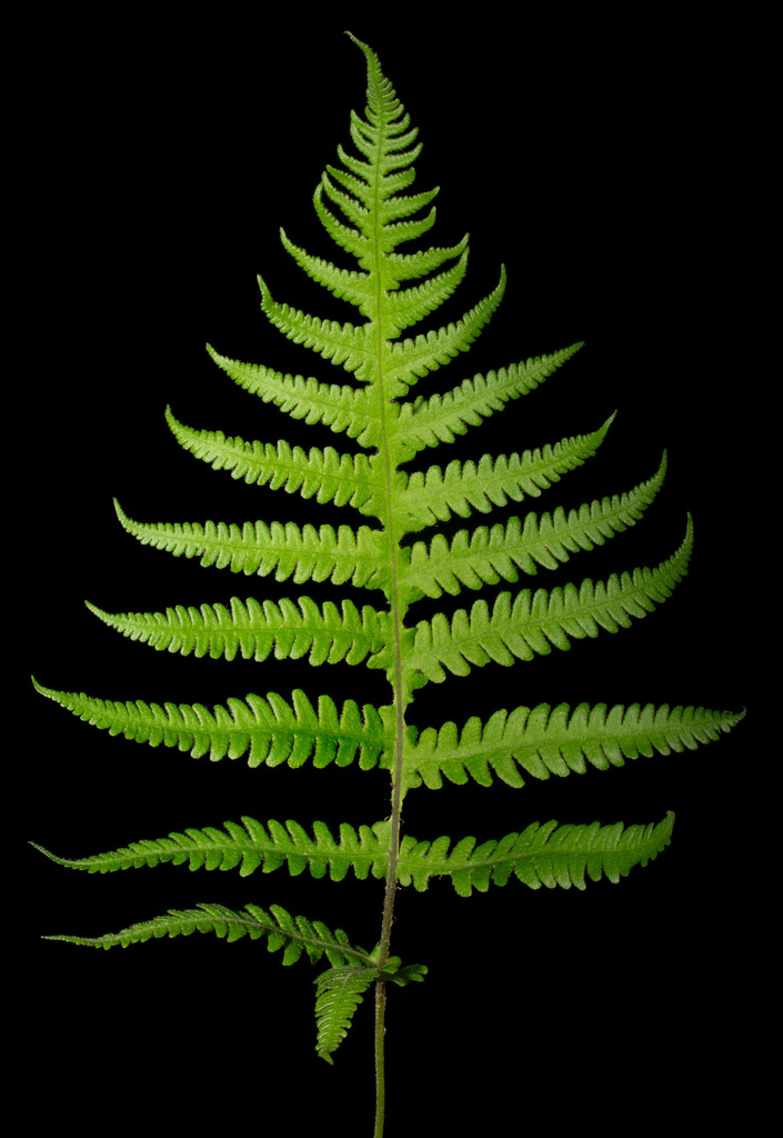 Tall Beech Fern