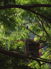 Melanerpes portoricensis