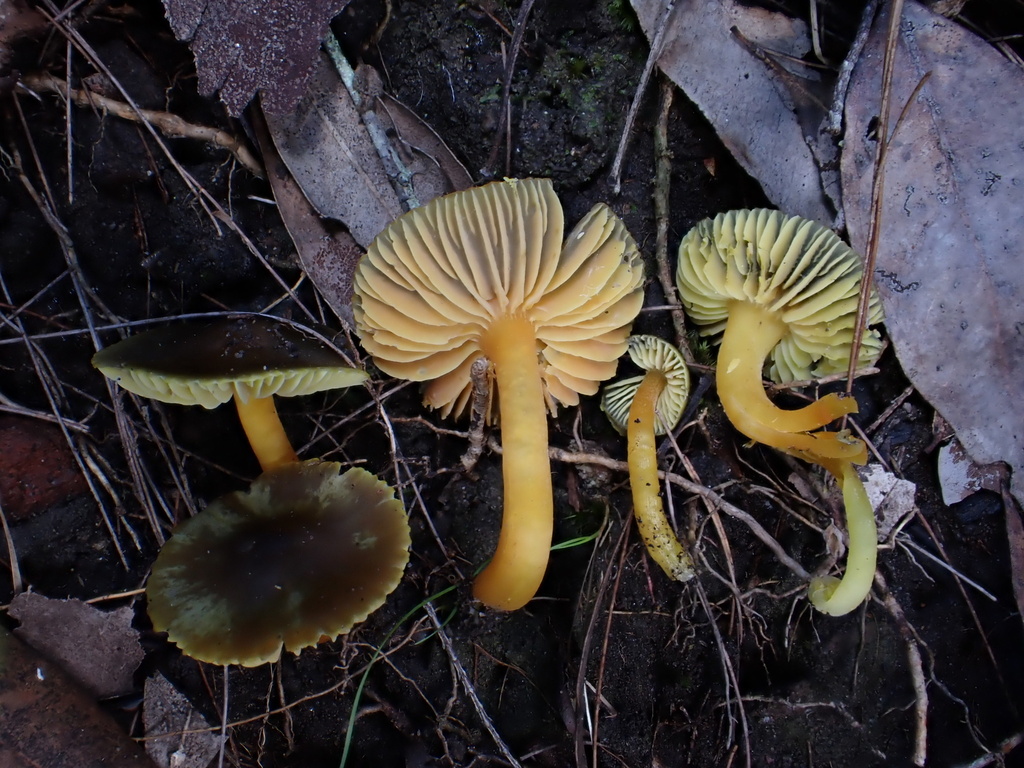 Hygrocybe aurantipes