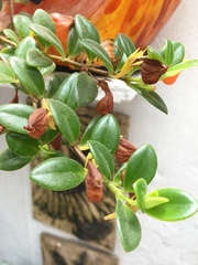 Nematanthus