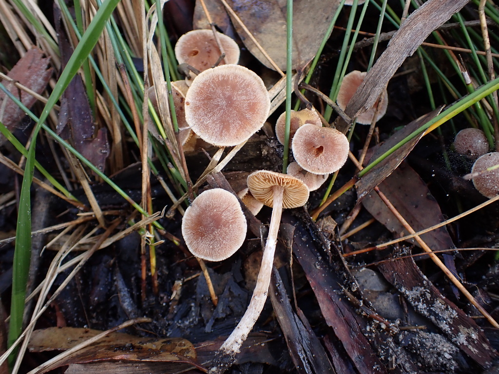 Cortinarius fibrillosus · May 2025 · photo: © oqt (iNaturalist, cc-by)