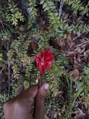 Stenorrhynchos speciosum