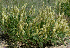 Astragalus racemosus
