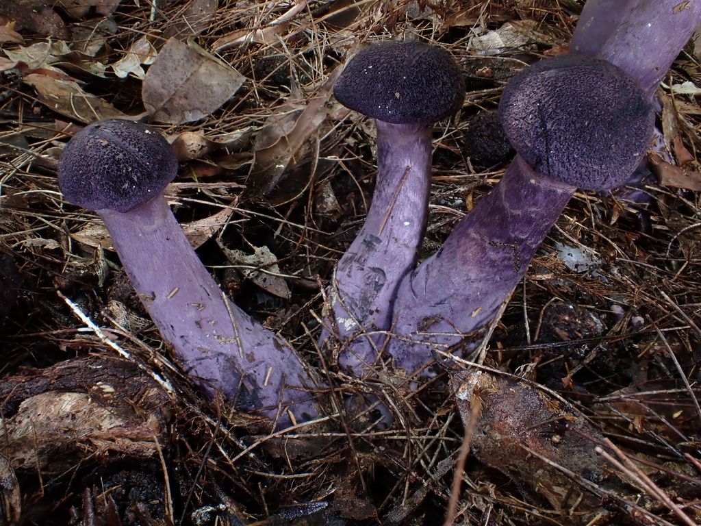 Cortinarius kioloensis · May 2025 · photo: © oqt (iNaturalist, cc-by)