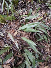 Serpocaulon levigatum