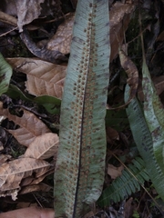 Serpocaulon levigatum