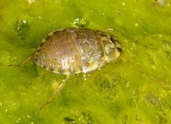 Ambrysus