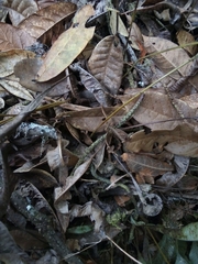 Serpocaulon levigatum