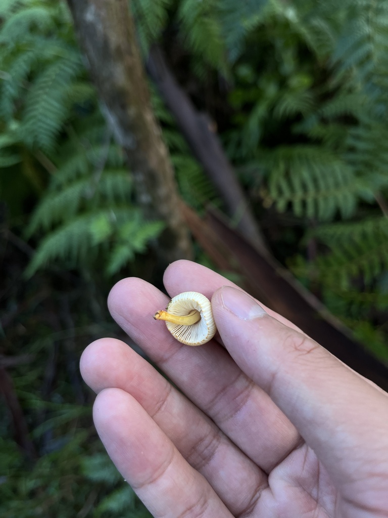 Leucoinocybe auricoma · May 2025 · photo: © oqt (iNaturalist, cc-by)