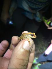 Eleutherodactylus antillensis