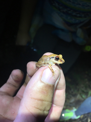 Eleutherodactylus antillensis