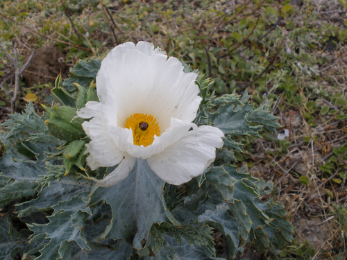 Smooth pricklypoppy (Argemone glauca)