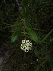Viburnum tinoides
