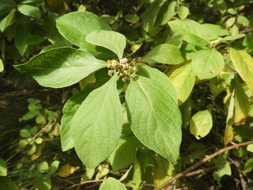 Callicarpa candicans observed 2025-05-27