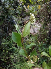 Viburnum tinoides