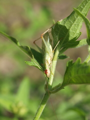 Oecanthus varicornis