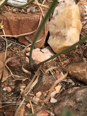 Allium lacunosum davisiae