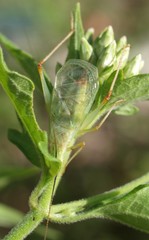 Oecanthus varicornis