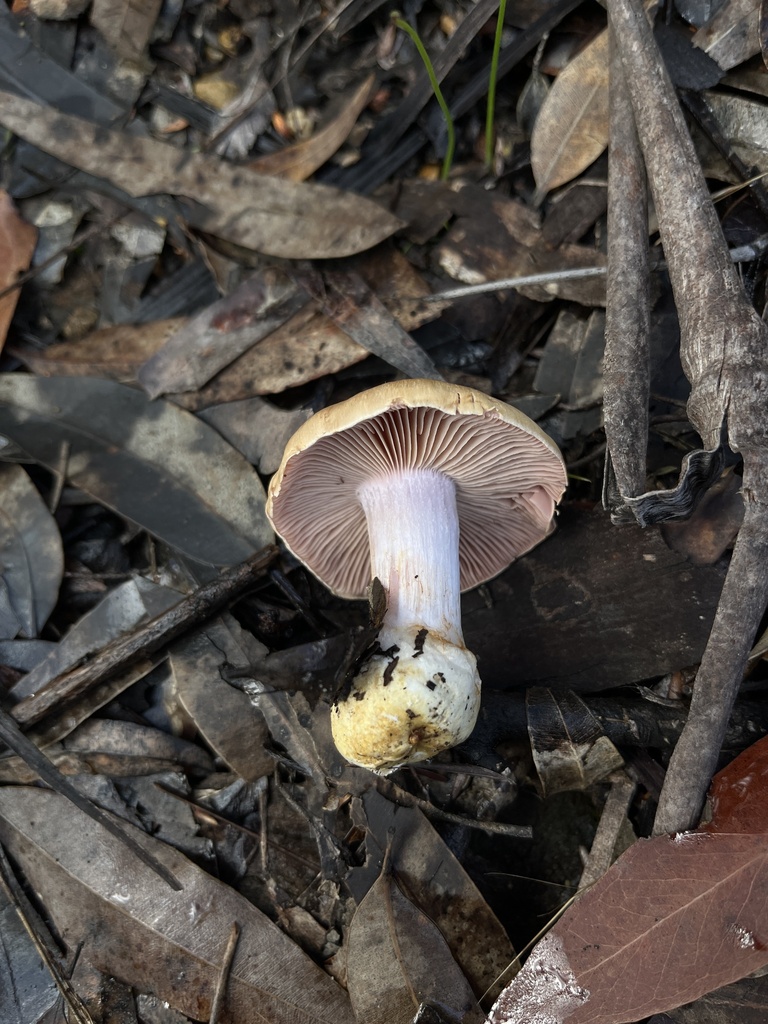 Phlegmacium coelopus · May 2025 · photo: © oqt (iNaturalist, cc-by)