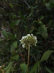 Viburnum tinoides