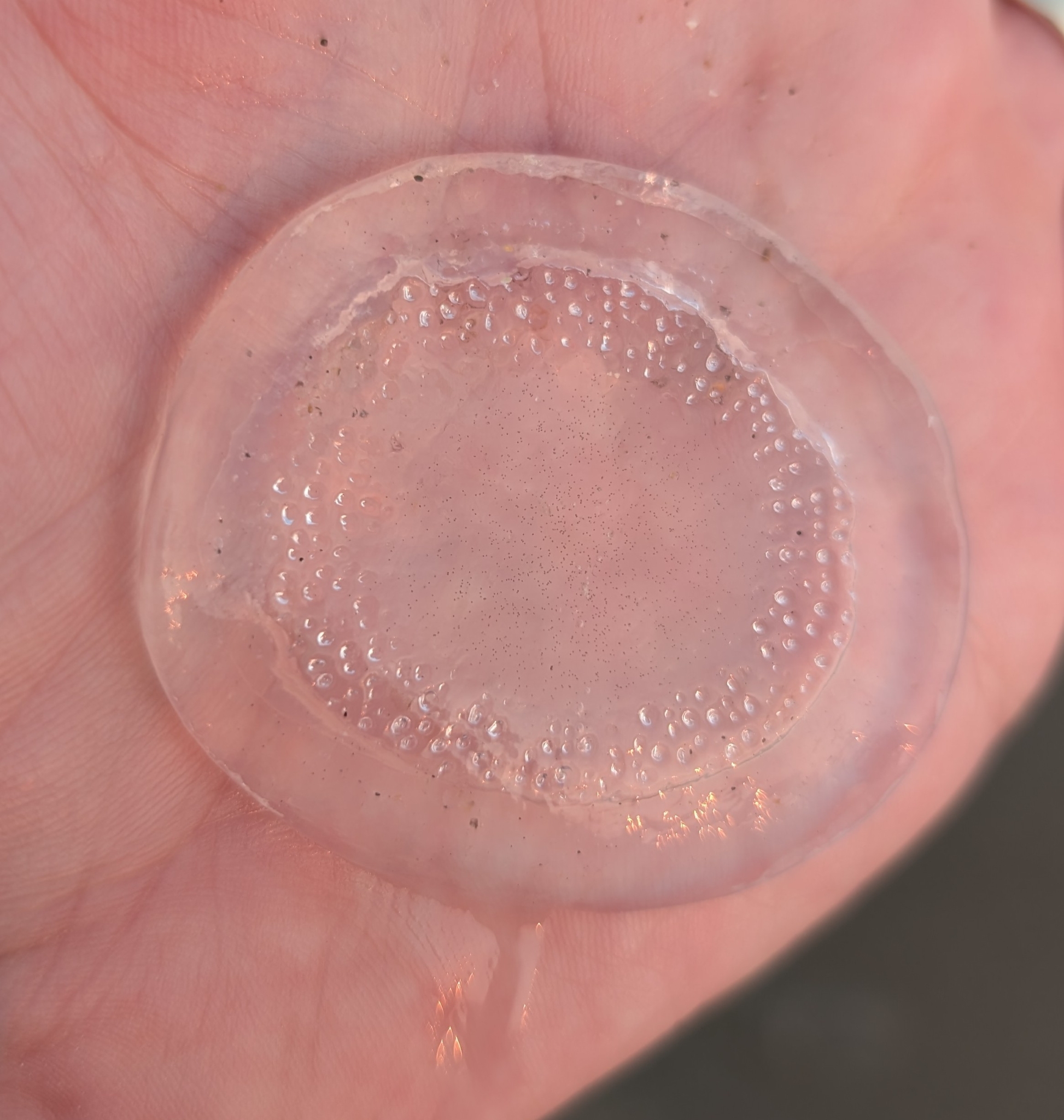 Rhacostoma atlanticum L.Agassiz, 1851