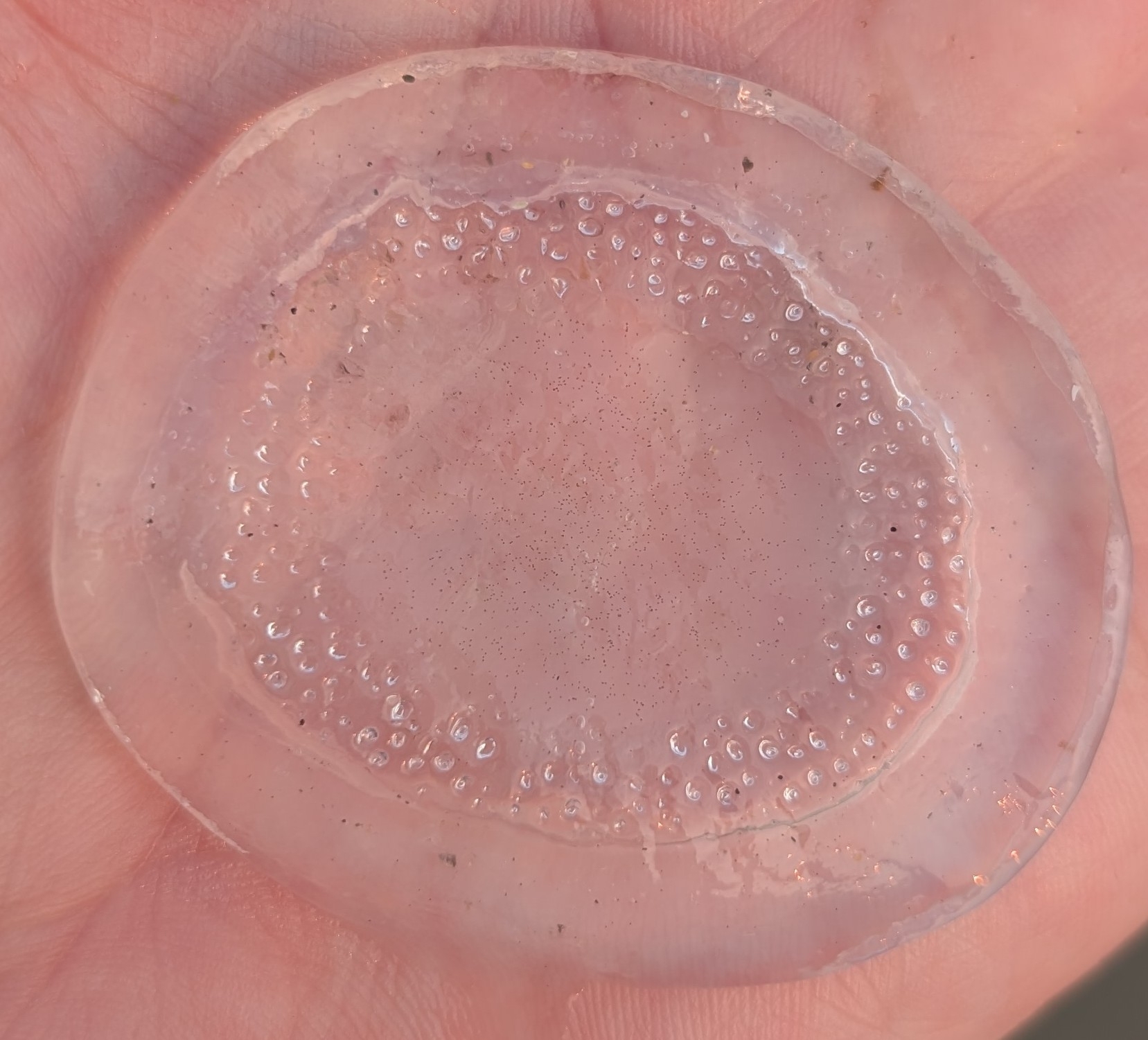 Rhacostoma atlanticum L.Agassiz, 1851