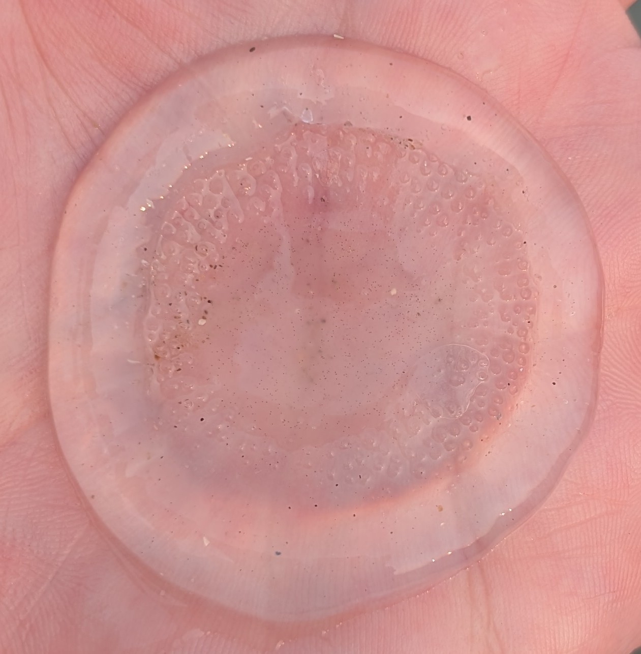 Rhacostoma atlanticum L.Agassiz, 1851