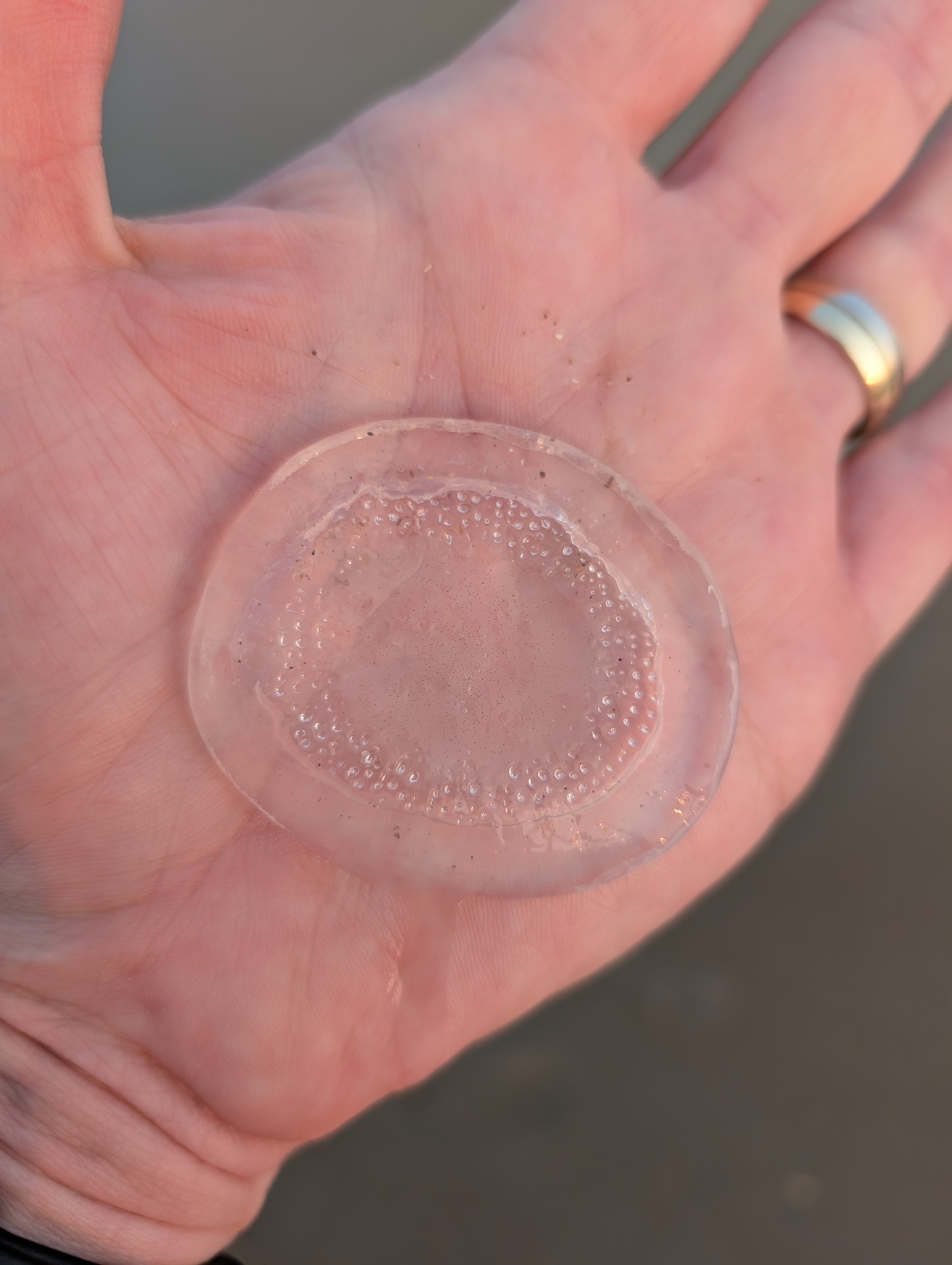 Rhacostoma atlanticum L.Agassiz, 1851
