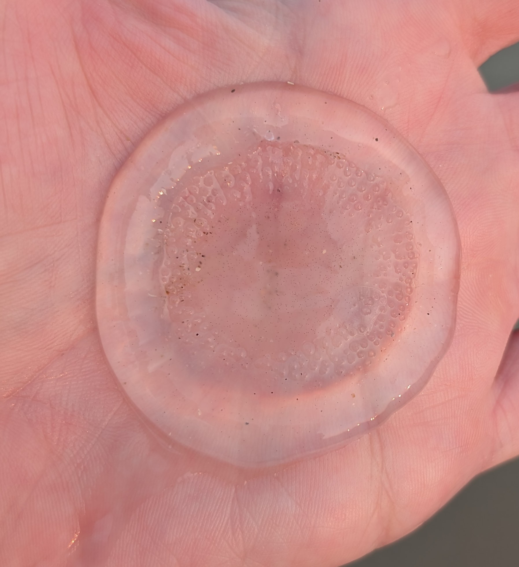 Rhacostoma atlanticum L.Agassiz, 1851