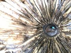 Philonthus caeruleipennis