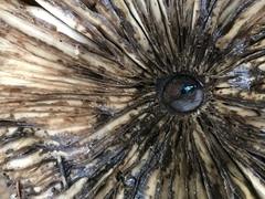 Philonthus caeruleipennis