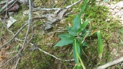 Dichanthelium polyanthes