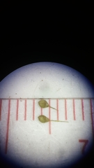 Dichanthelium polyanthes