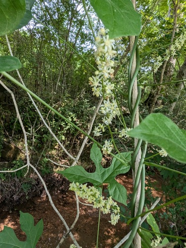 cup-seed (Calycocarpum lyonii)