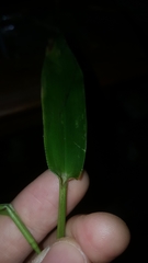 Dichanthelium polyanthes