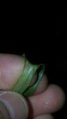 Dichanthelium polyanthes