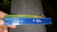 Dichanthelium polyanthes