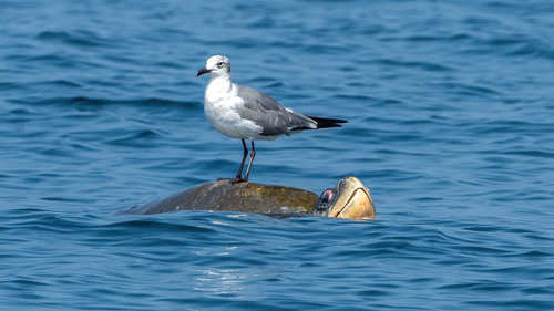 Tortuga Golfina