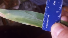 Dichanthelium polyanthes