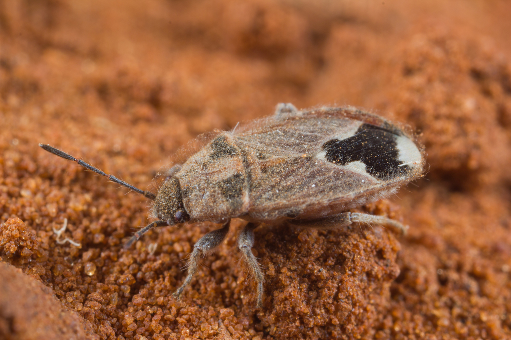 Melanotelus