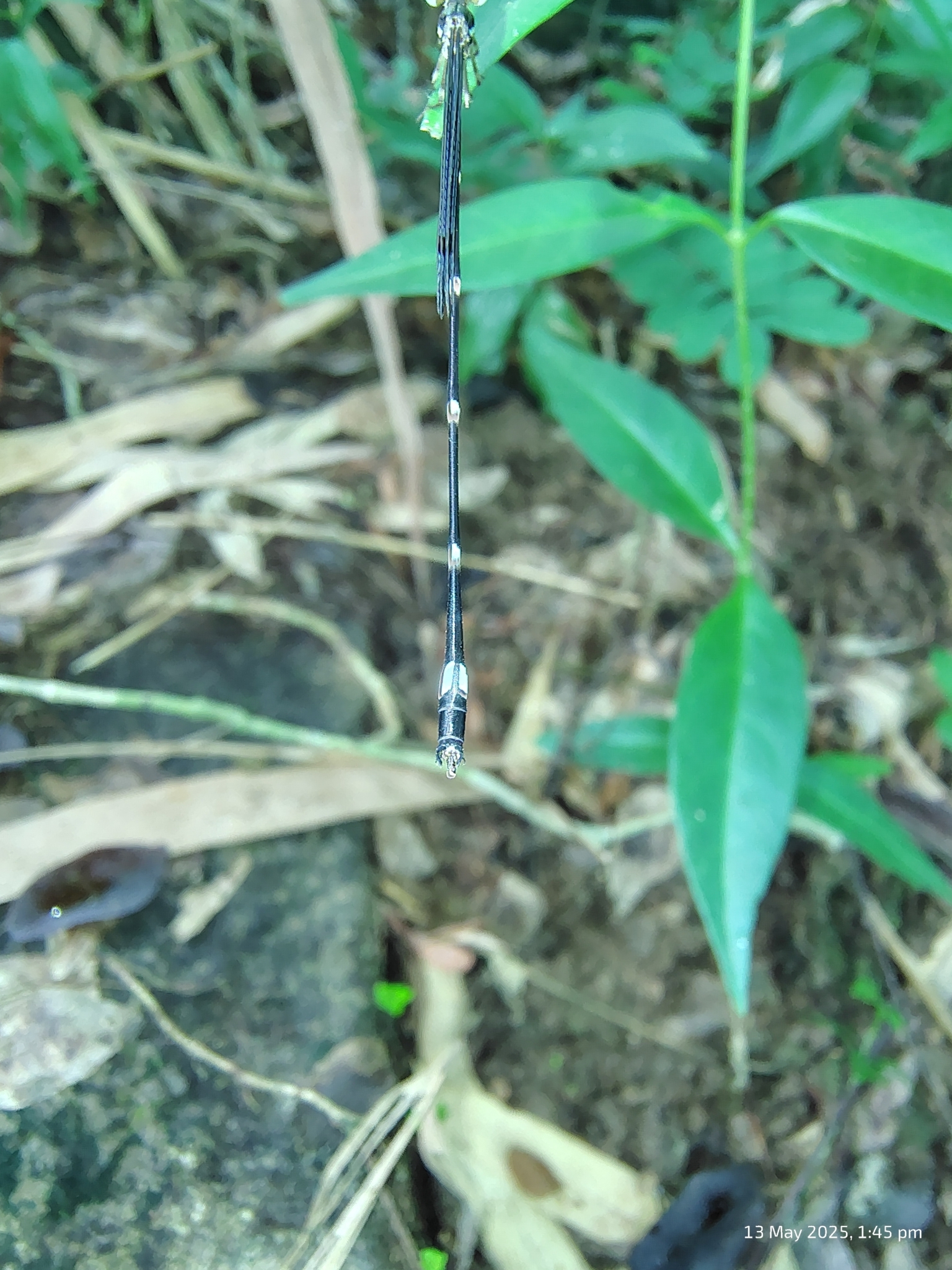 Pied Shadowdamsel